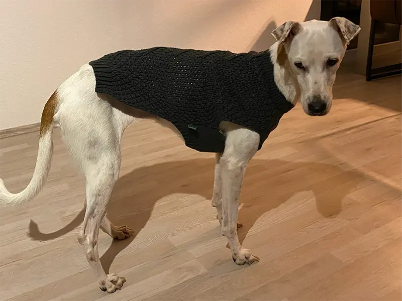 Die ist kaputt wo kann ich die umtauschen? laura bild - hund im pullover tierschutz