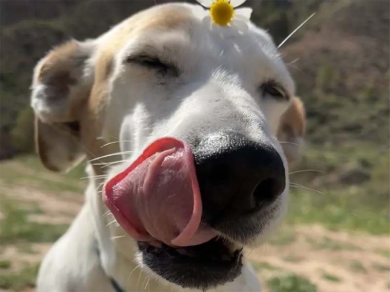 die erste große liebe meiner frau - marie - hund süß mit blume auf dem kopf