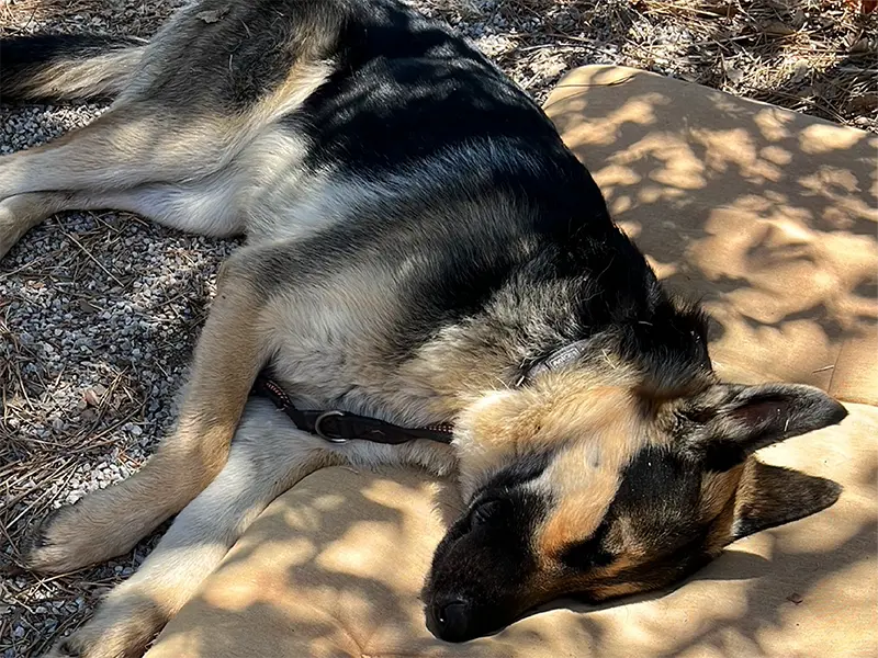 Ist das Müll oder kann das weg - Rio Bild Hund schläft auf Kissen